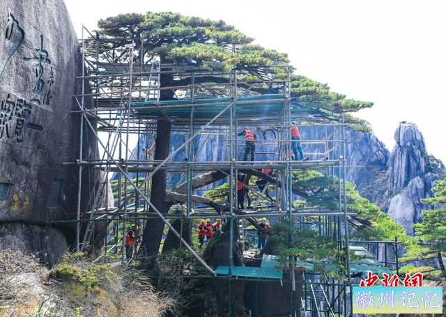 黄山千年迎客松“体检”完成：顶芽饱满，长势良好-1.jpg