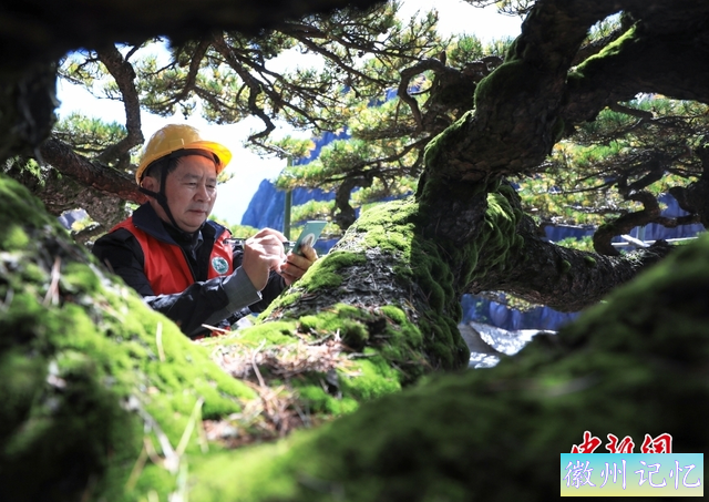 黄山千年迎客松“体检”完成：顶芽饱满，长势良好-4.jpg