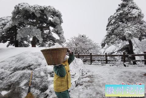 安徽黄山光明顶累计积雪深度11cm 古树名木无损伤-1.jpg
