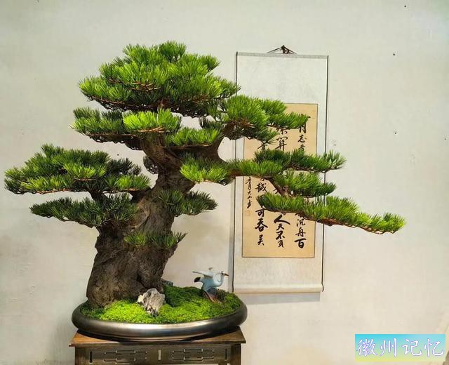 最美年功盆景鉴赏——老桩艺术迎客松-1.jpg