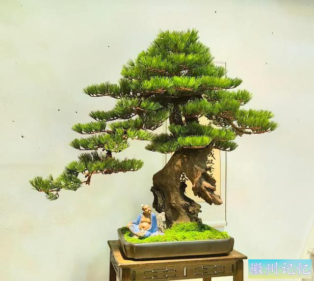 最美年功盆景鉴赏——老桩艺术迎客松-3.jpg