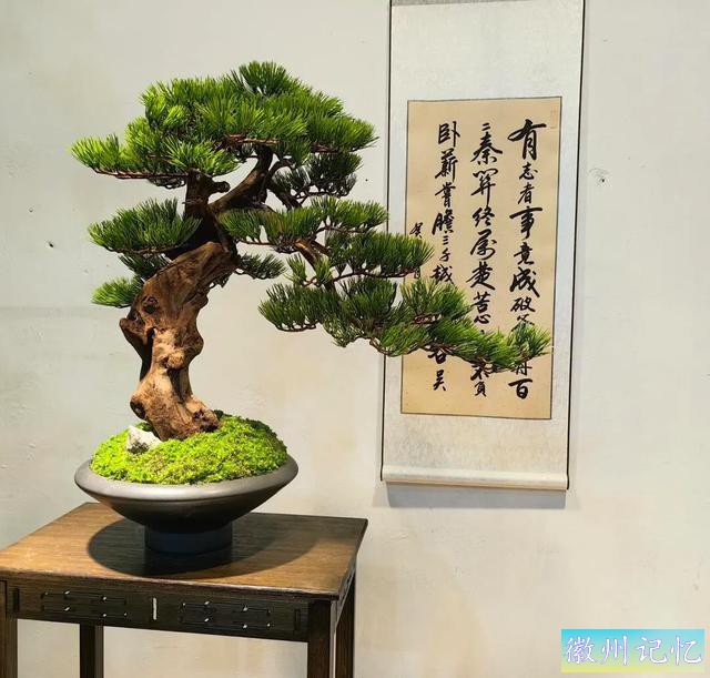 最美年功盆景鉴赏——老桩艺术迎客松-2.jpg