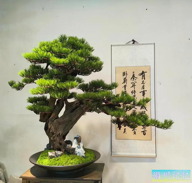 最美年功盆景鉴赏——老桩艺术迎客松-6.jpg