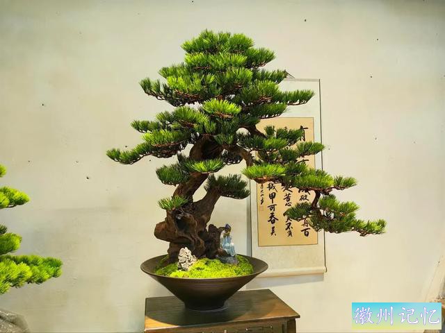 最美年功盆景鉴赏——老桩艺术迎客松-4.jpg