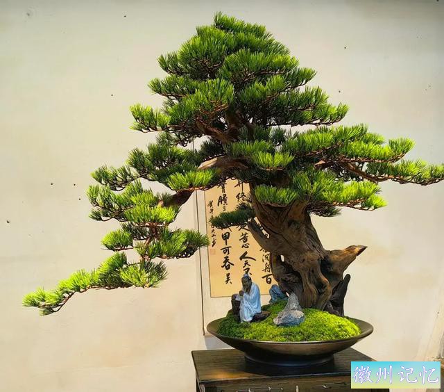 最美年功盆景鉴赏——老桩艺术迎客松-8.jpg