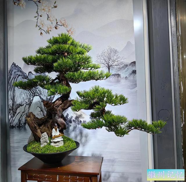 最美年功盆景鉴赏——老桩艺术迎客松-7.jpg