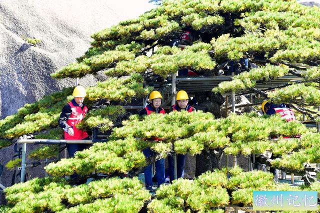 黄山迎客松迎来第五次全面“体检”，专家：长势良好无明显病虫害-1.jpg