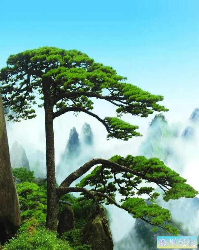 美丽壮阔的迎客松手绘壁纸-5.jpg