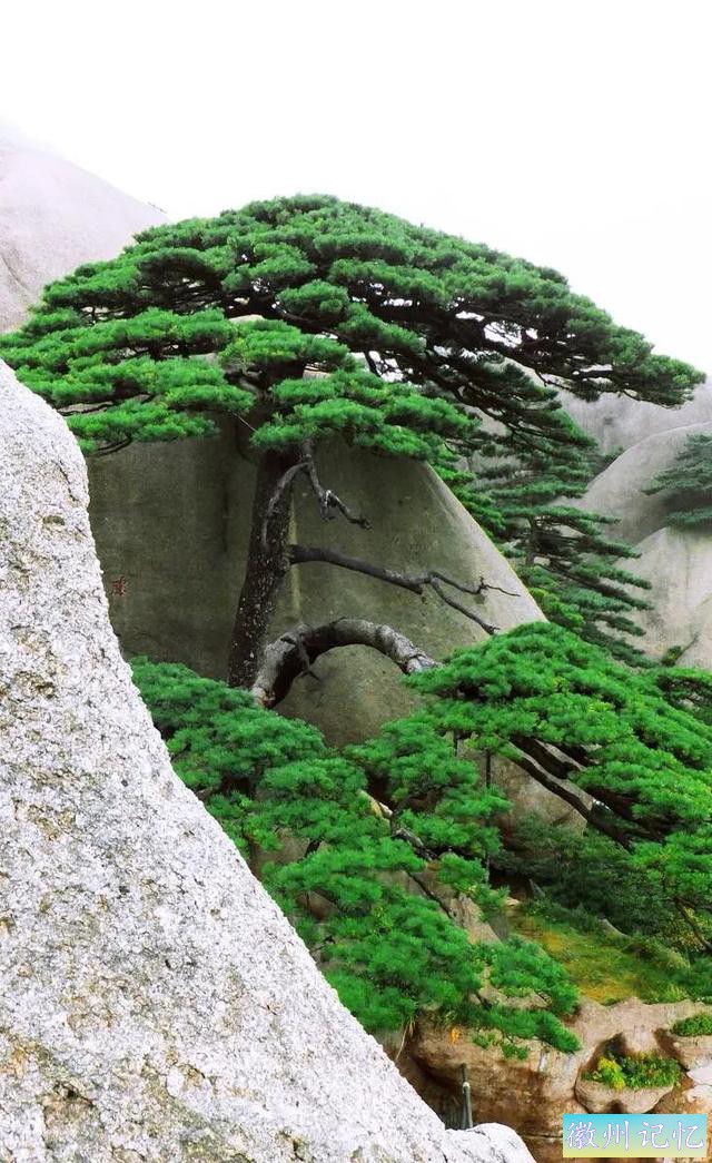 美丽壮阔的迎客松手绘壁纸-23.jpg