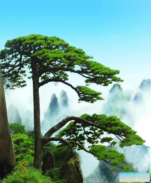 美丽壮阔的迎客松手绘壁纸-42.jpg