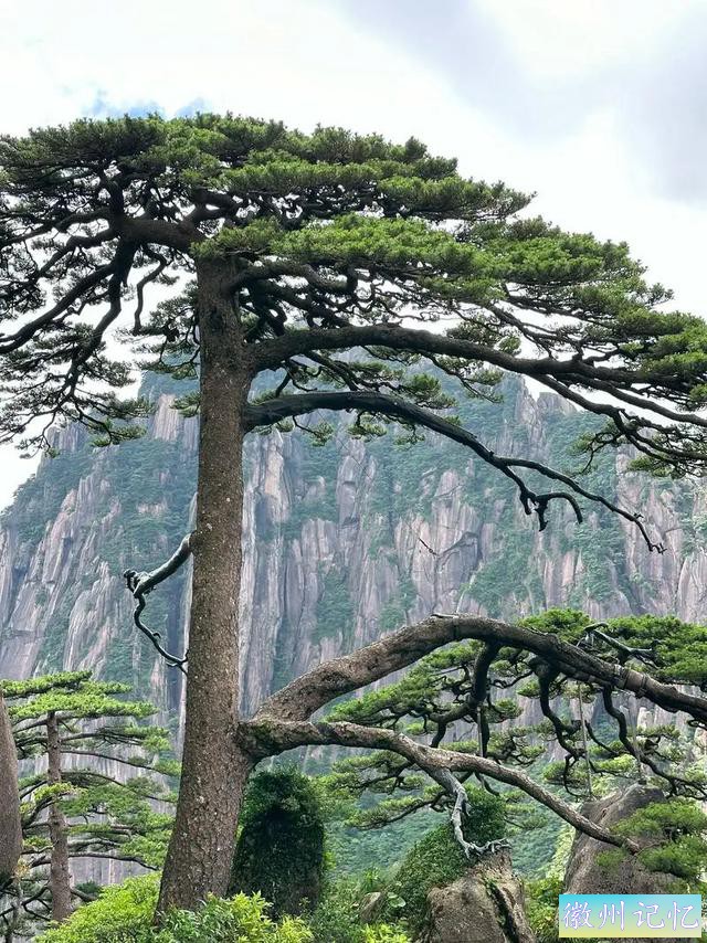 黄山上的迎客松，有着怎样的传奇与故事-4.jpg