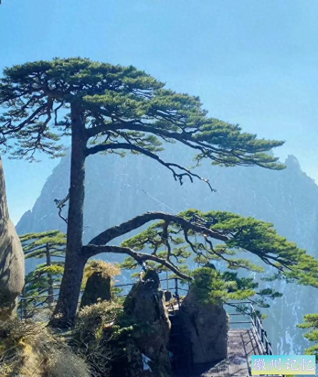 黄山上的迎客松，有着怎样的传奇与故事-1.jpg