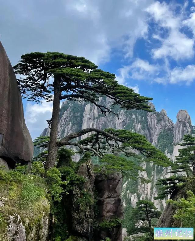 黄山上的迎客松，有着怎样的传奇与故事-10.jpg