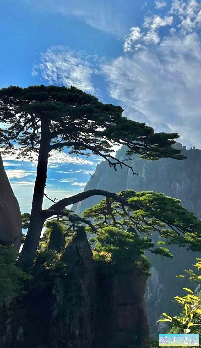 黄山的迎客松-1.jpg