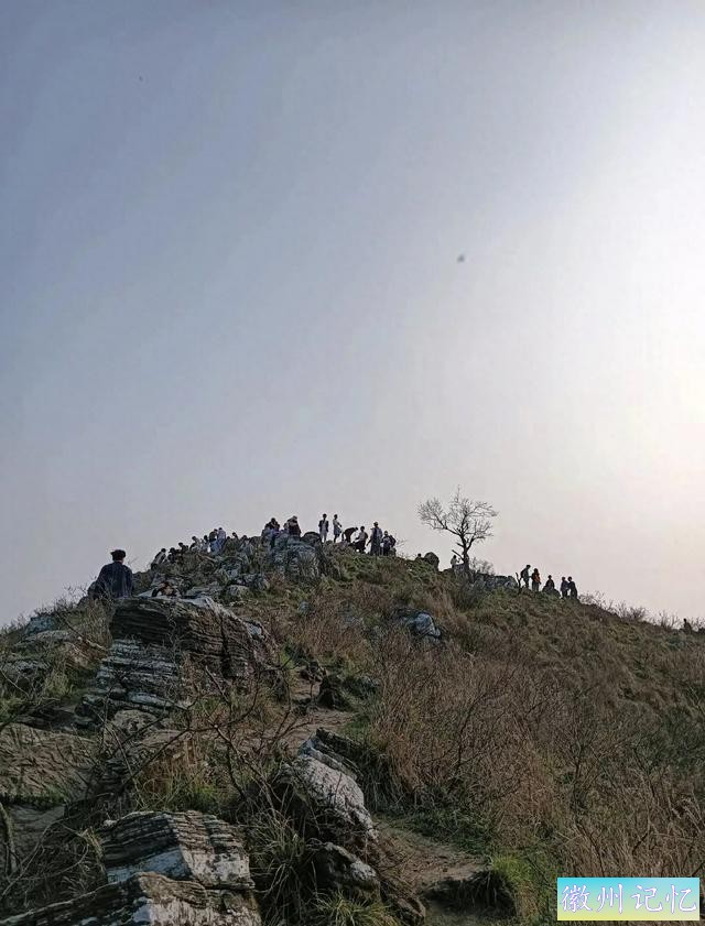 襄阳扁山迎客松被砍后续，本地人历经4个小时抬新树上山顶栽种-1.jpg