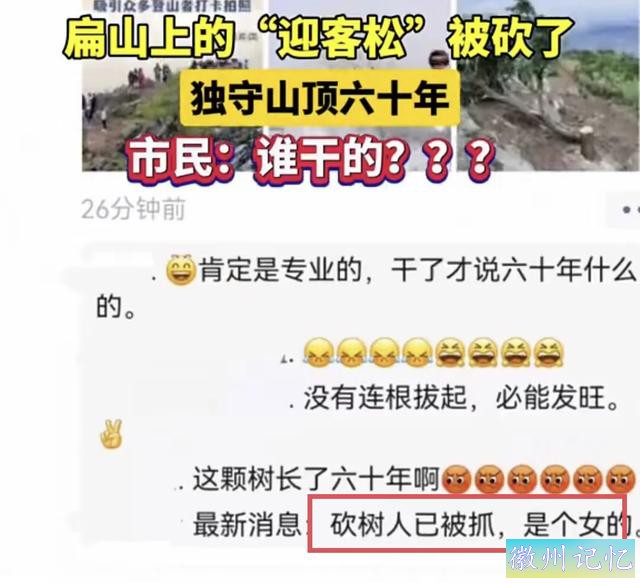 襄阳扁山迎客松被砍后续，本地人历经4个小时抬新树上山顶栽种-4.jpg