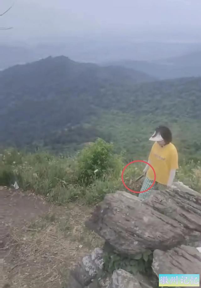襄阳扁山迎客松被砍后续，本地人历经4个小时抬新树上山顶栽种-2.jpg