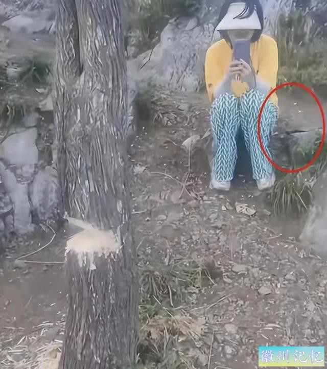 襄阳扁山迎客松被砍后续，本地人历经4个小时抬新树上山顶栽种-3.jpg