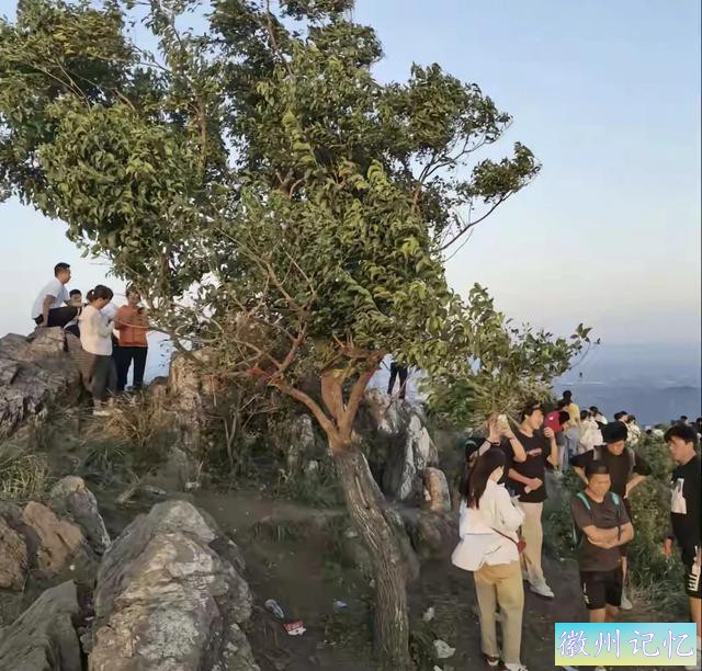 襄阳扁山迎客松被砍后续，本地人历经4个小时抬新树上山顶栽种-11.jpg