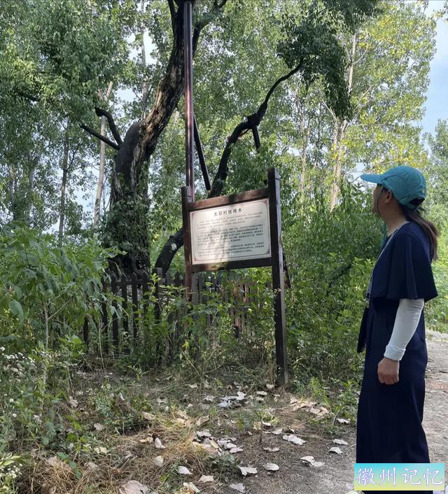 襄阳扁山迎客松被砍后续，本地人历经4个小时抬新树上山顶栽种-10.jpg