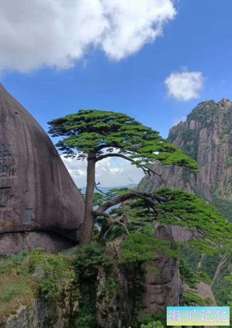 黄山迎客松:岁月里的文化瑰宝-4.jpg