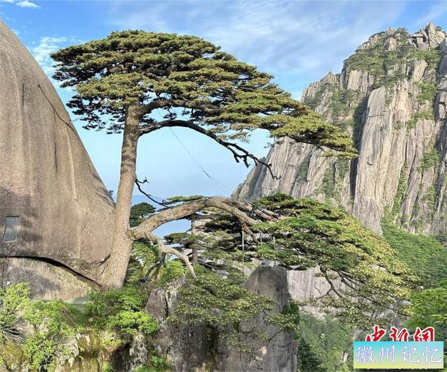 安徽黄山千年迎客松开花-1.jpg