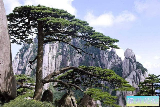 黄山迎客松是棵假树？千百年保持统一造型，保镳站岗日夜轮流守护-6.jpg