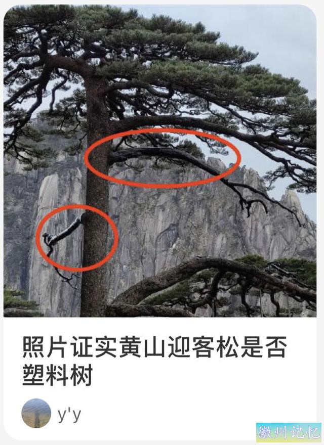 黄山迎客松再遭质疑，树枝是塑料做的？景区回应：三年前就辟过谣-1.jpg
