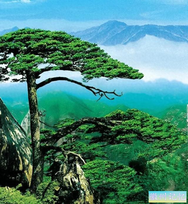 黄山迎客松 | 千年传奇，贵气逼人，岁月雕琢的无价瑰宝-1.jpg