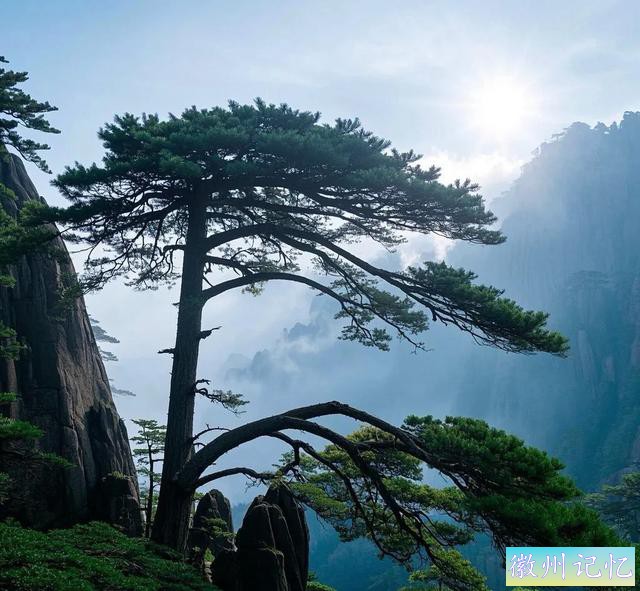 黄山迎客松 | 千年传奇，贵气逼人，岁月雕琢的无价瑰宝-4.jpg