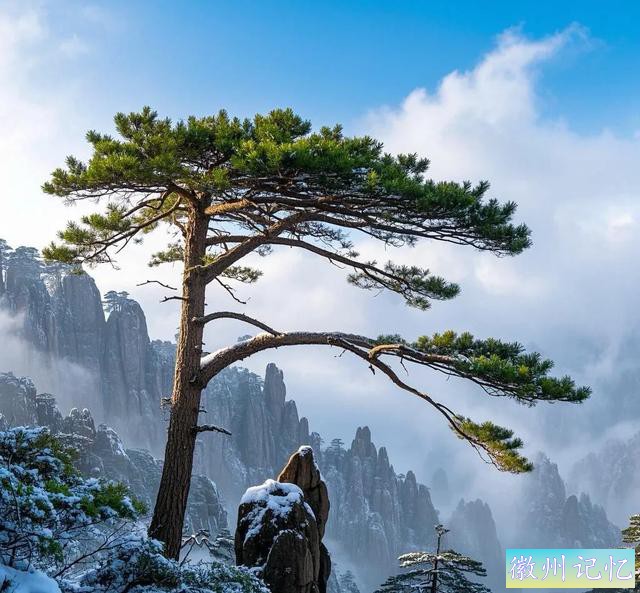 黄山迎客松 | 千年传奇，贵气逼人，岁月雕琢的无价瑰宝-6.jpg