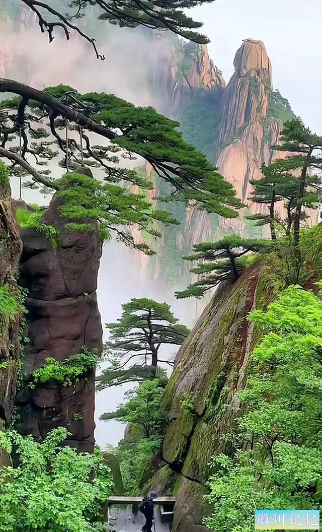 迎客松：黄山之巅的永恒守望-4.jpg