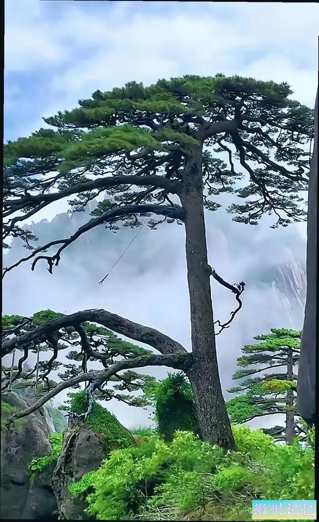 迎客松：黄山之巅的永恒守望-6.jpg
