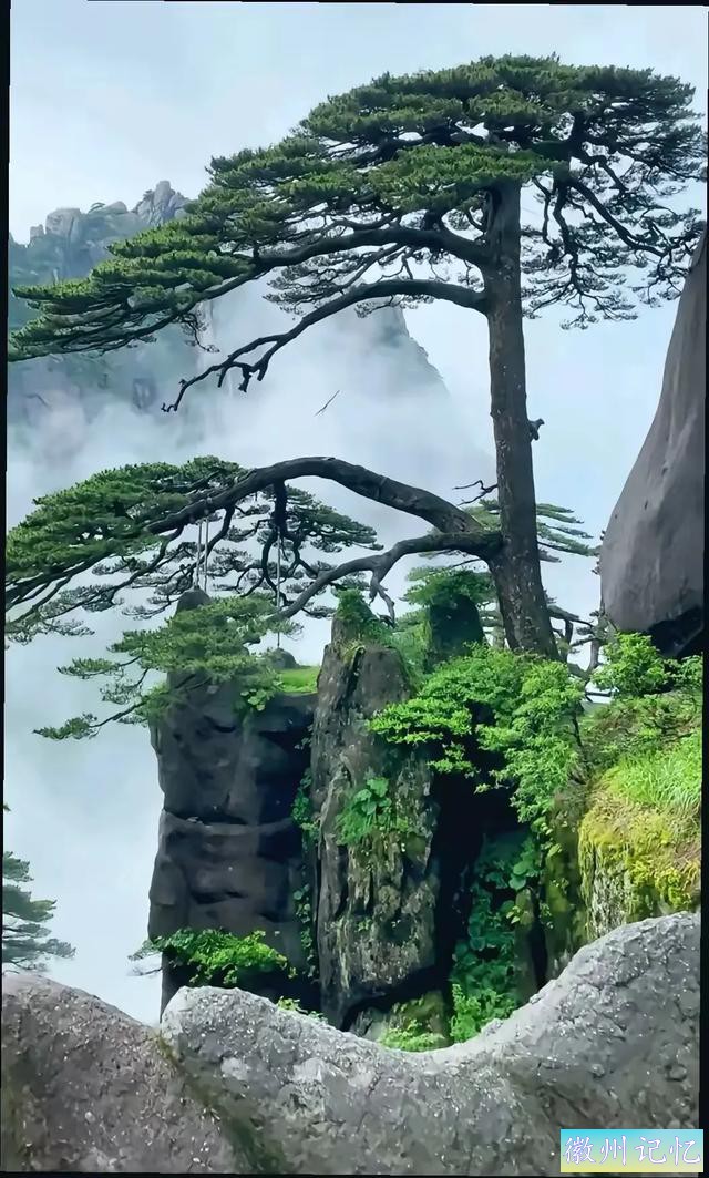 迎客松：黄山之巅的永恒守望-5.jpg