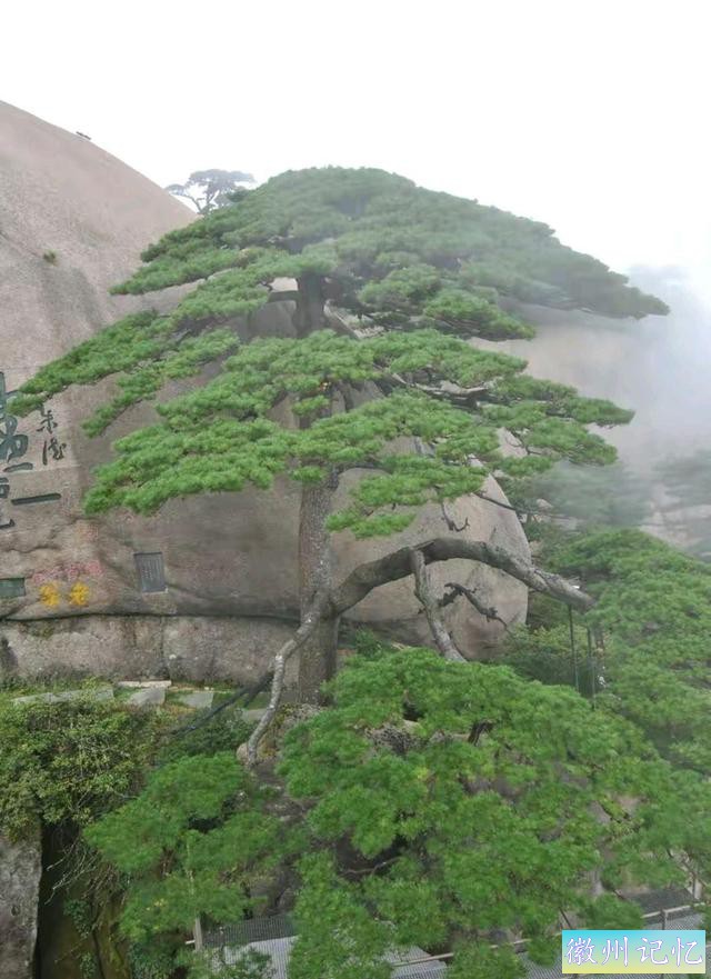 迎客松的大手笔书法题字，竟出自朱德元帅之手，柔和飘逸，太亮眼-4.jpg