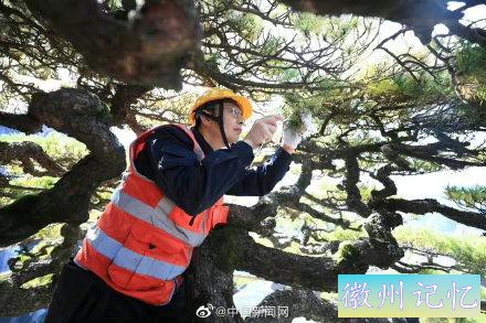 黄山千年迎客松体检报告出炉-1.jpg