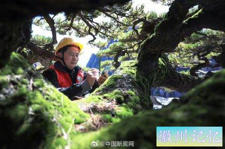 黄山千年迎客松体检报告出炉-3.jpg