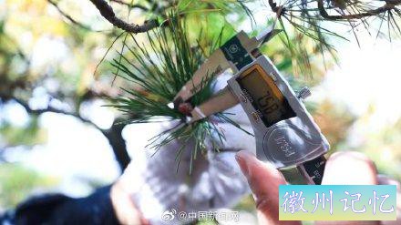 黄山千年迎客松体检报告出炉-5.jpg